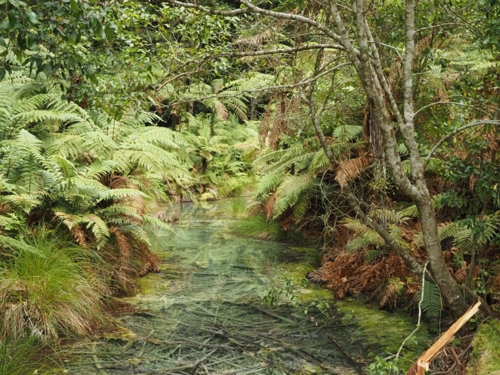Redwood Forest, Rotorua
