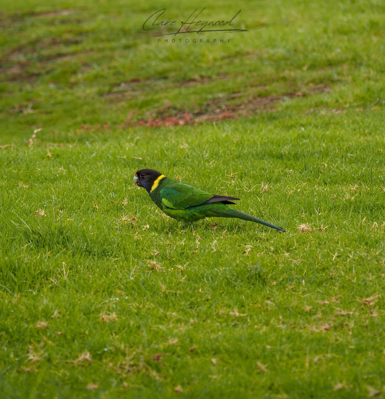 Australian Ringneck, Denmark WA Clare Heywood Photography Photo of an Australian Ringneck in Denmark Western Australia