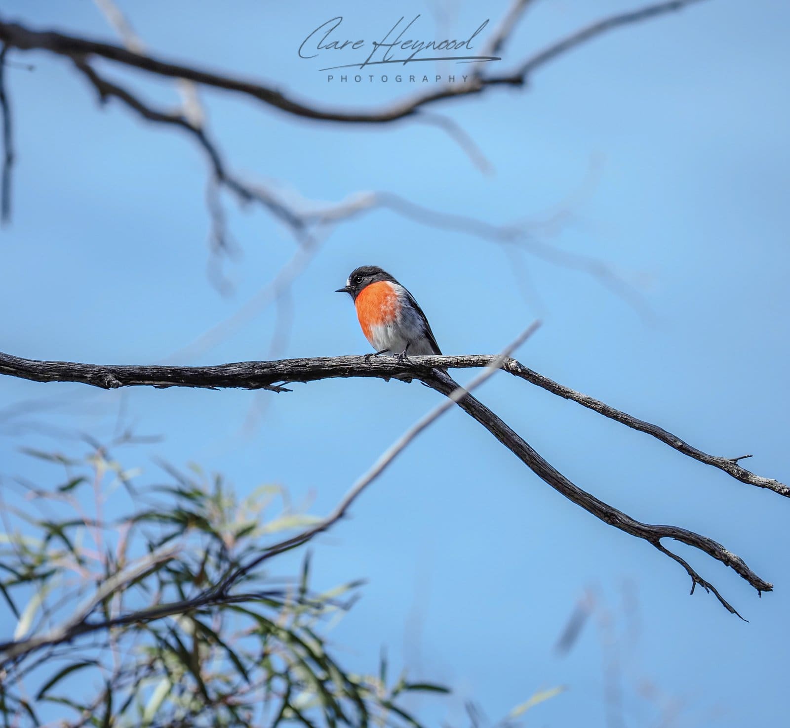Australian Robin, Tasmania Clare Heywood Photography Photo of an Australian Robin, Tasmania