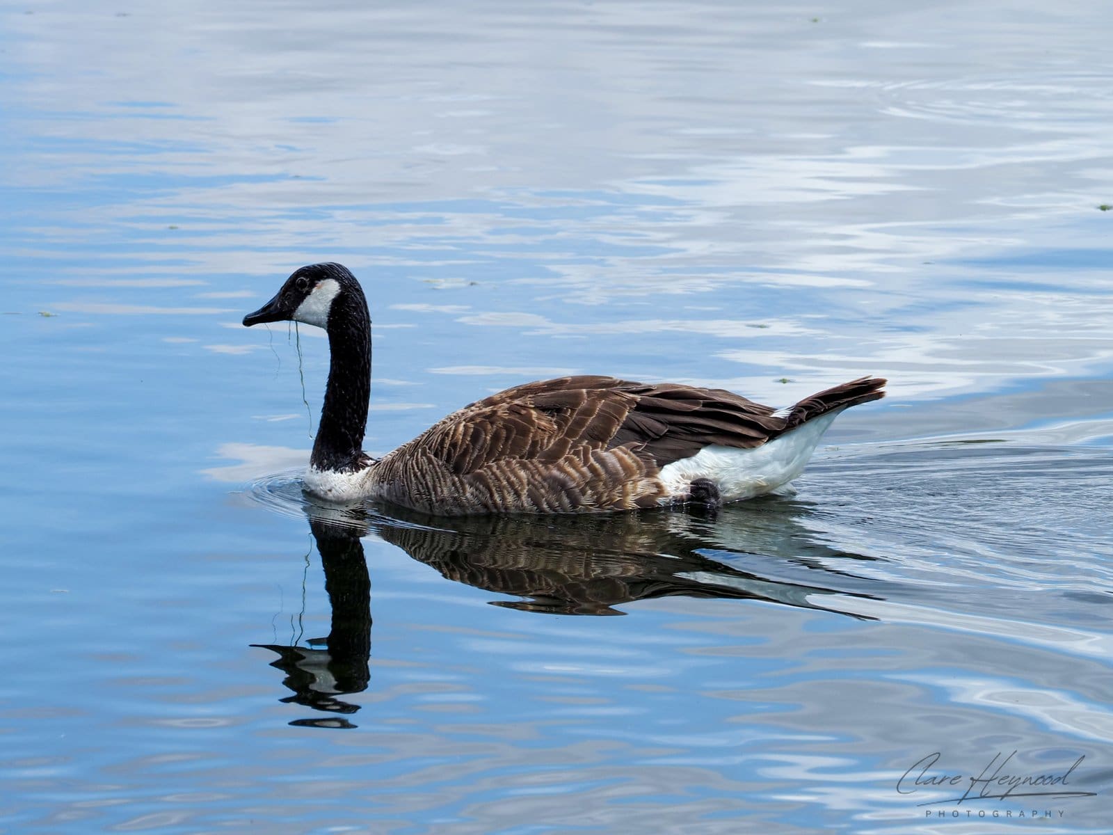 Canadian Goose, Oxford Clare Heywood Photography Photo of a Canadian Goose in Oxford, England, UK