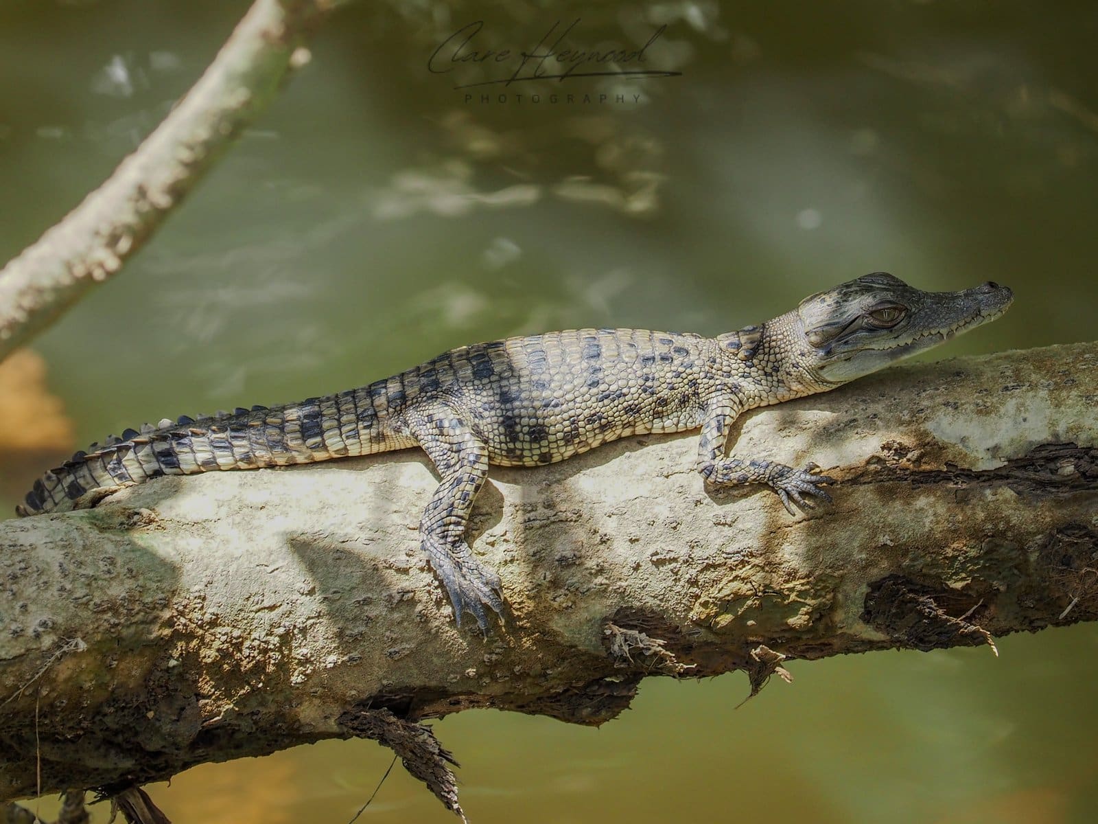 Baby Crocodile (Hatchling), Cairns Clare Heywood Photography Photo of a Baby Crocodile (Hatchling) lying on a branch in the Daintree River, Cairns