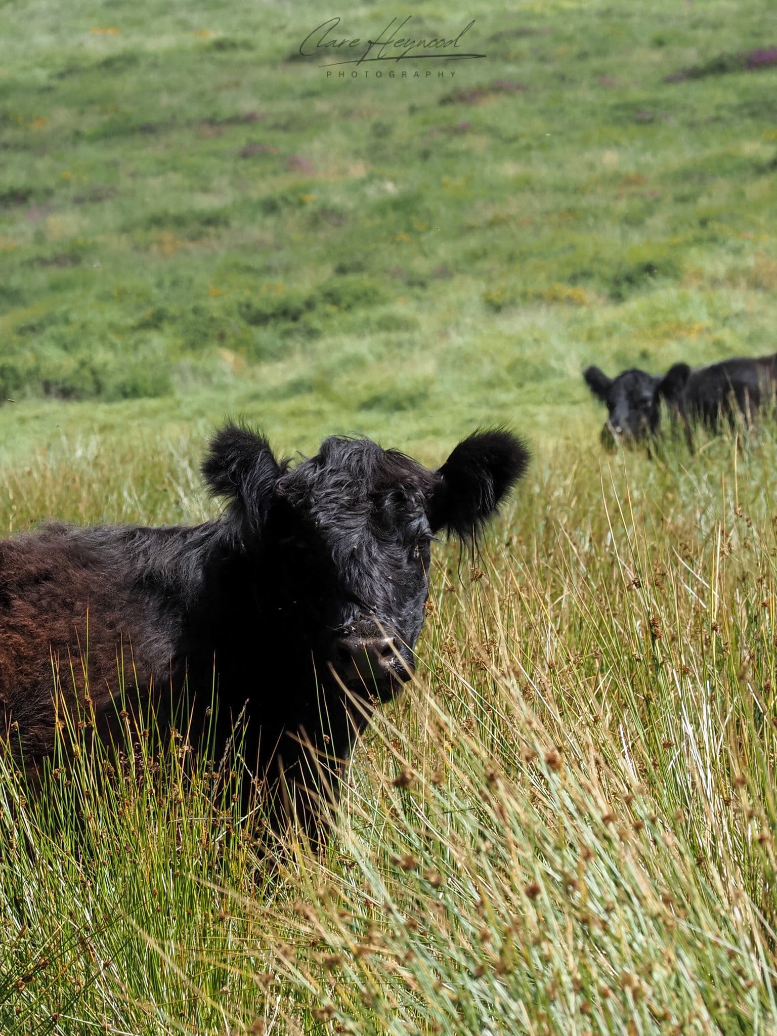 Dartmoor Cow, Devon Clare Heywood Photography Photo of a Dartmoor Cow in Dartmoor National Park, Devon, England, UK