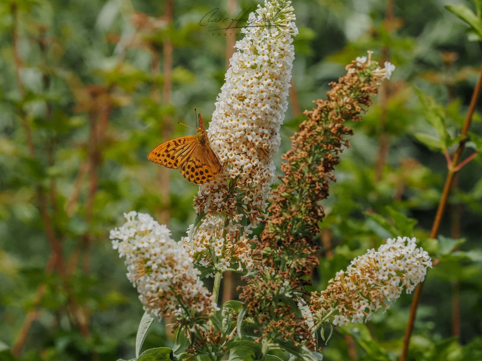 Fritillary Butterfly, Dartmoor Clare Heywood Photography Photo of a Fritillary Butterfly in Dartmoor, Devon, England, UK