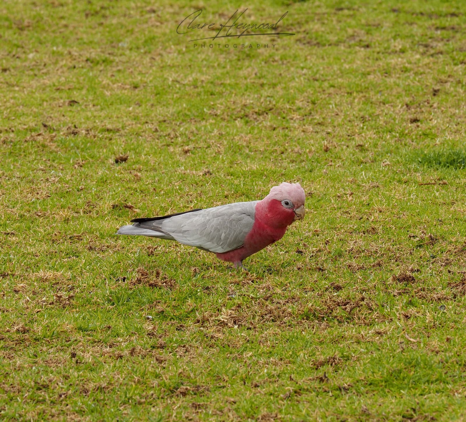 Galah, Denmark WA Clare Heywood Photography Photo of a Galah in Denmark, Western Australia