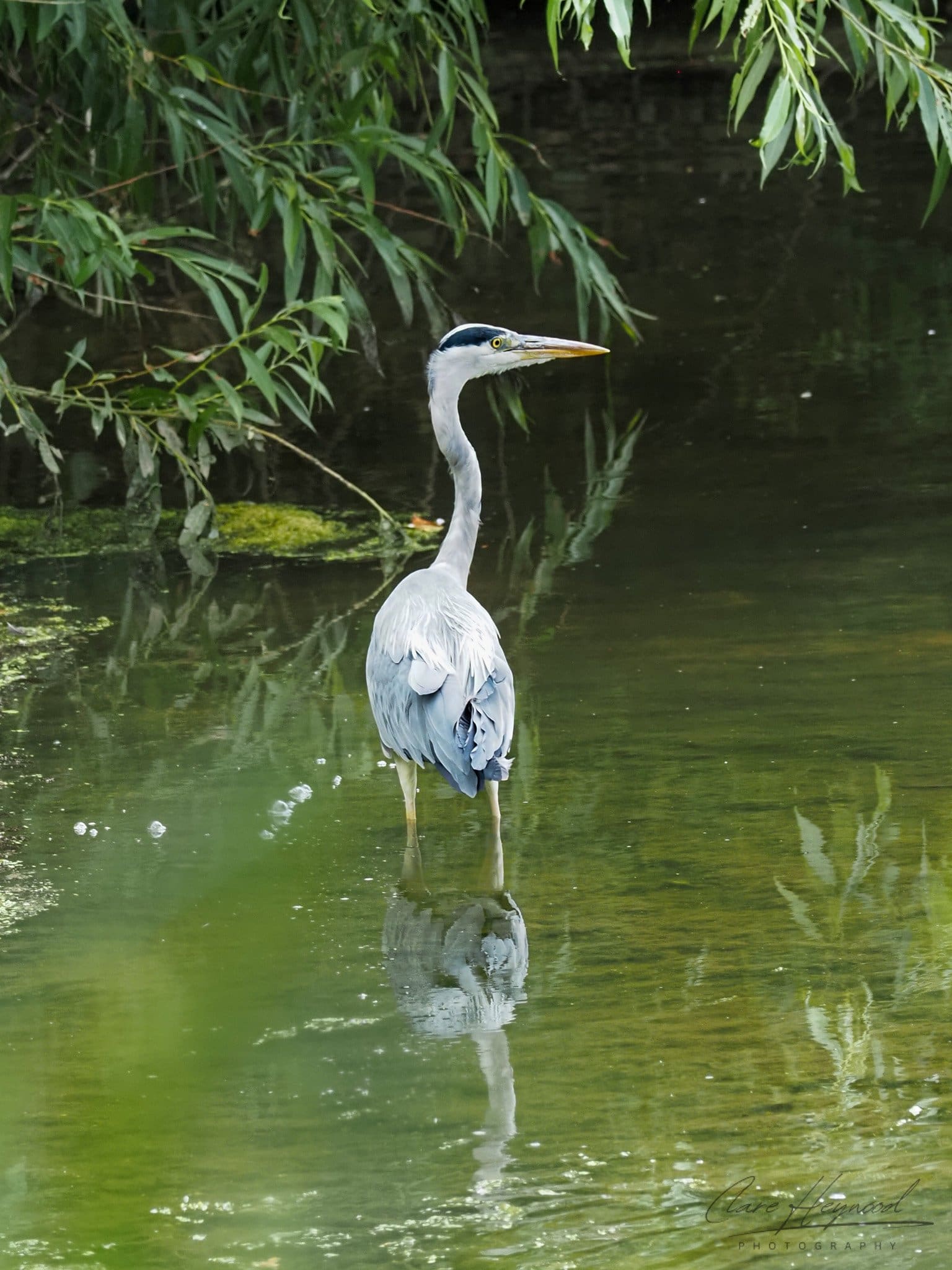 Great Heron, Oxford Clare Heywood Photography Photo of a Great Heron in Oxford, England, UK