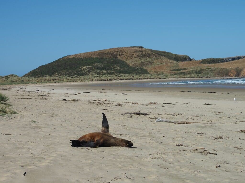 Sea lion at Surat Bay, Catlins National Park, New Zealand