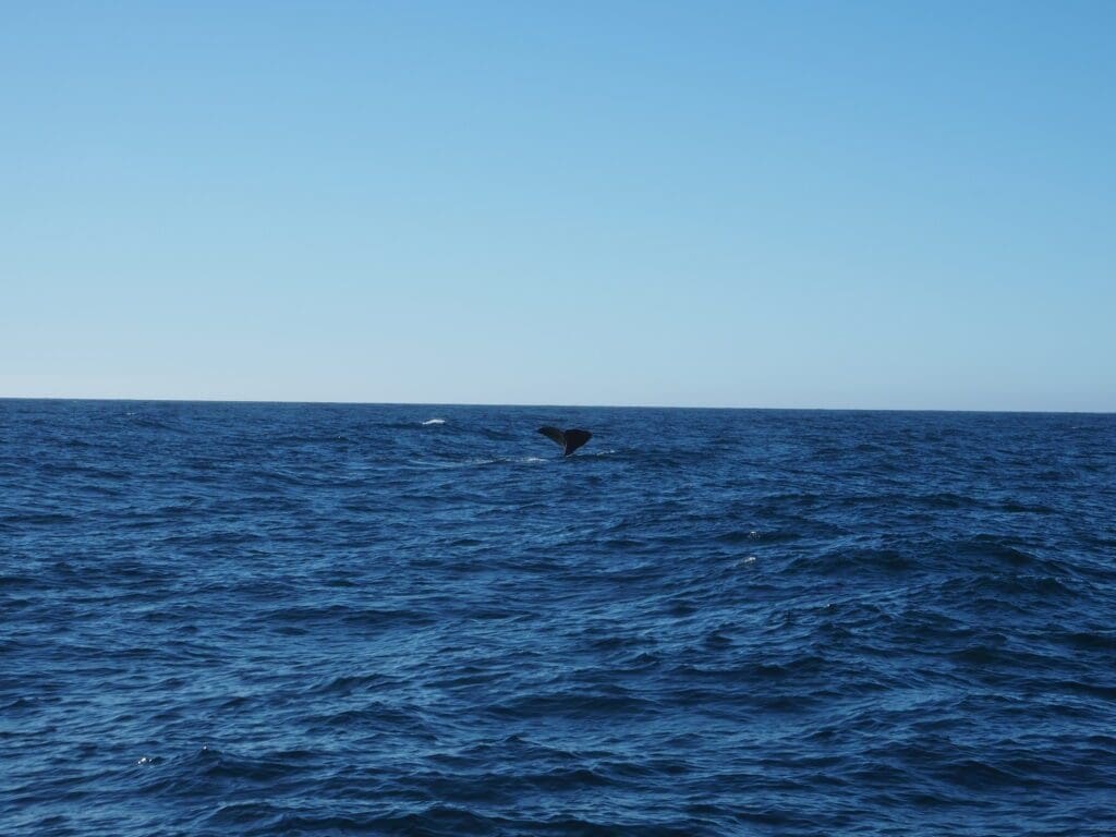 Whale Tour, Kaikoura, New Zealand