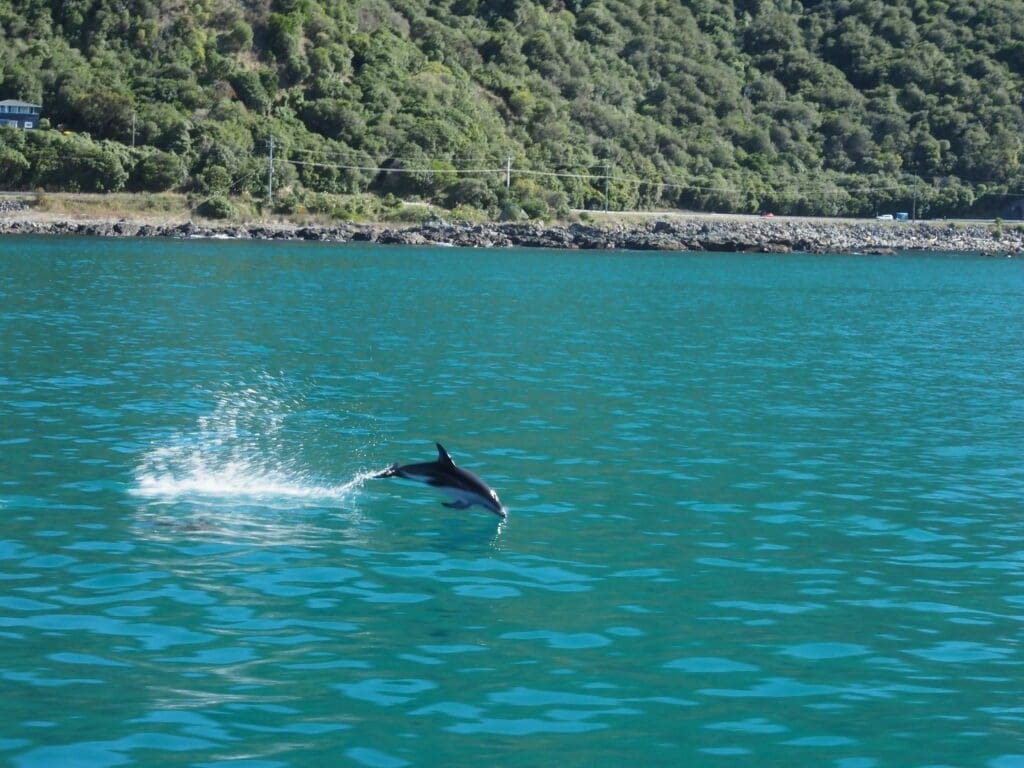 Dusky Dolphin on the Whale Tour, Kaikoura
