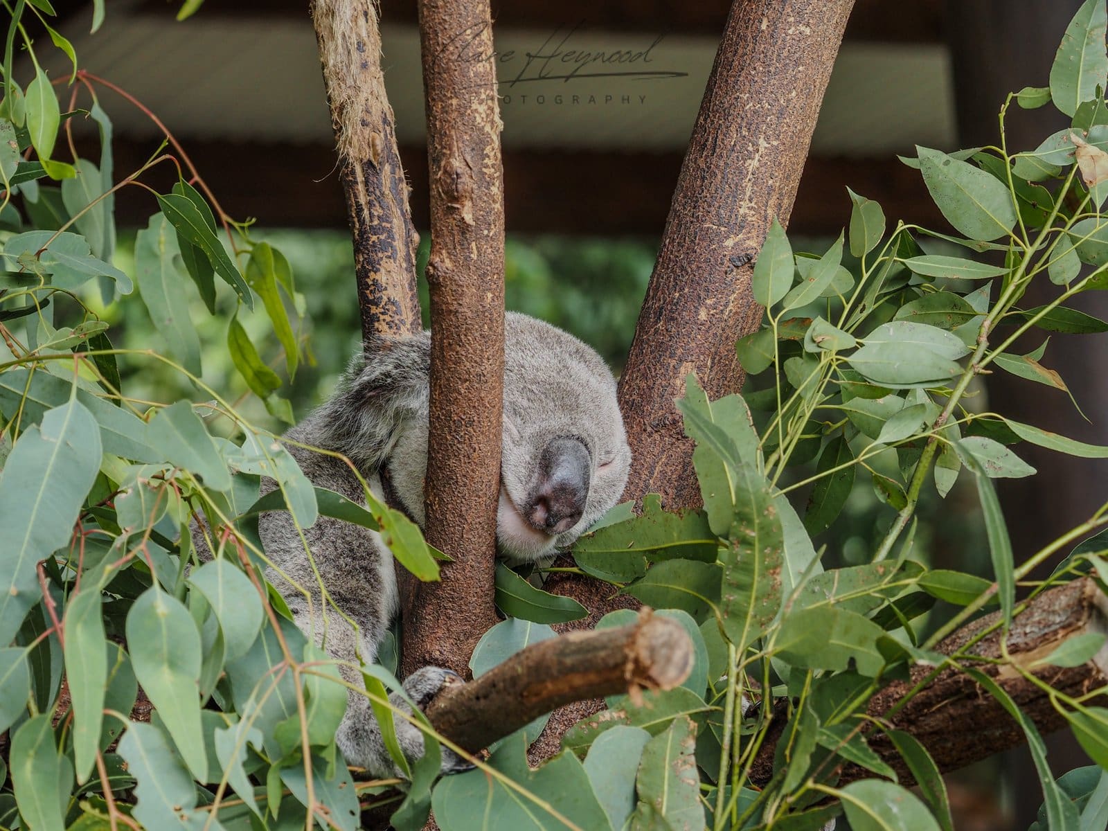 Koala, Brisbane Zoo Clare Heywood Photography Photo of a Koala sleeping between two branches in Brisbane Zoo