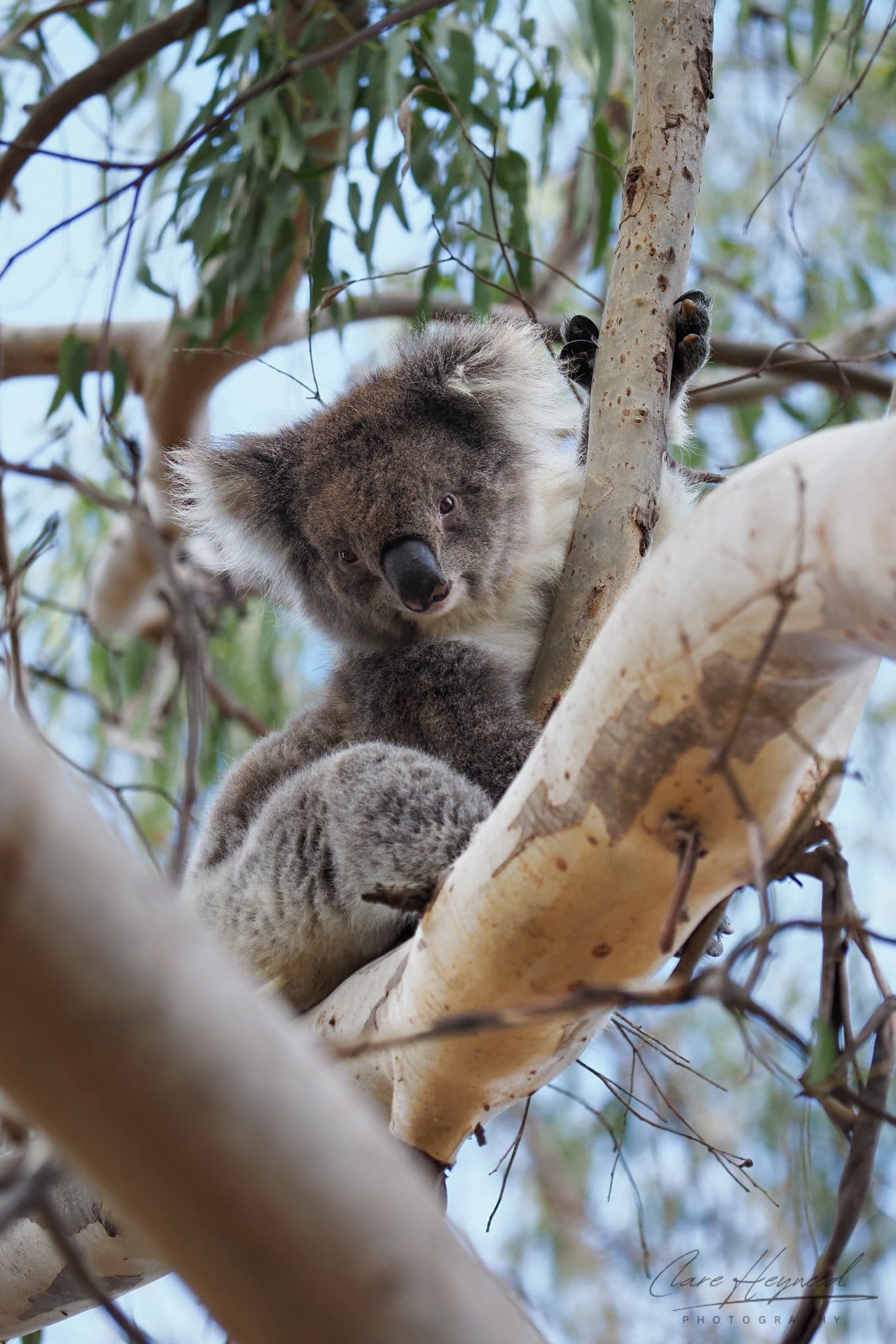 Koala photo, sitting in a tree, looking at the camera, close-up