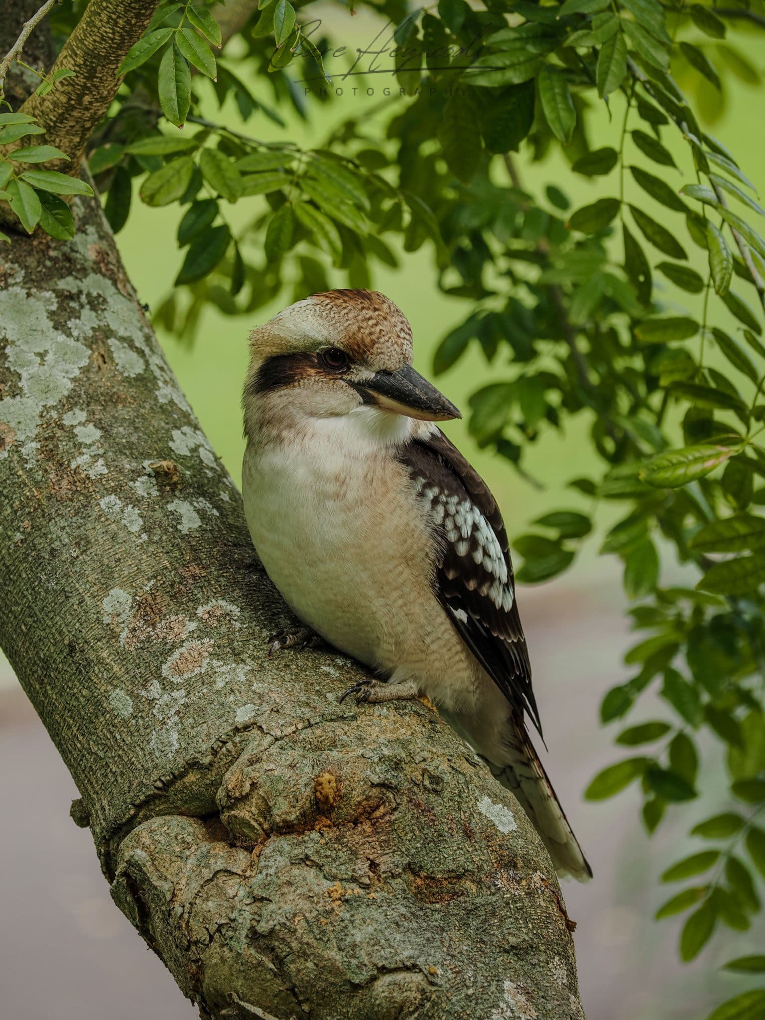 Kookaburra, Sydney Clare Heywood Photography Photo of a Kookaburra standing on a tree in the Royal Botanical Gardens, Sydney