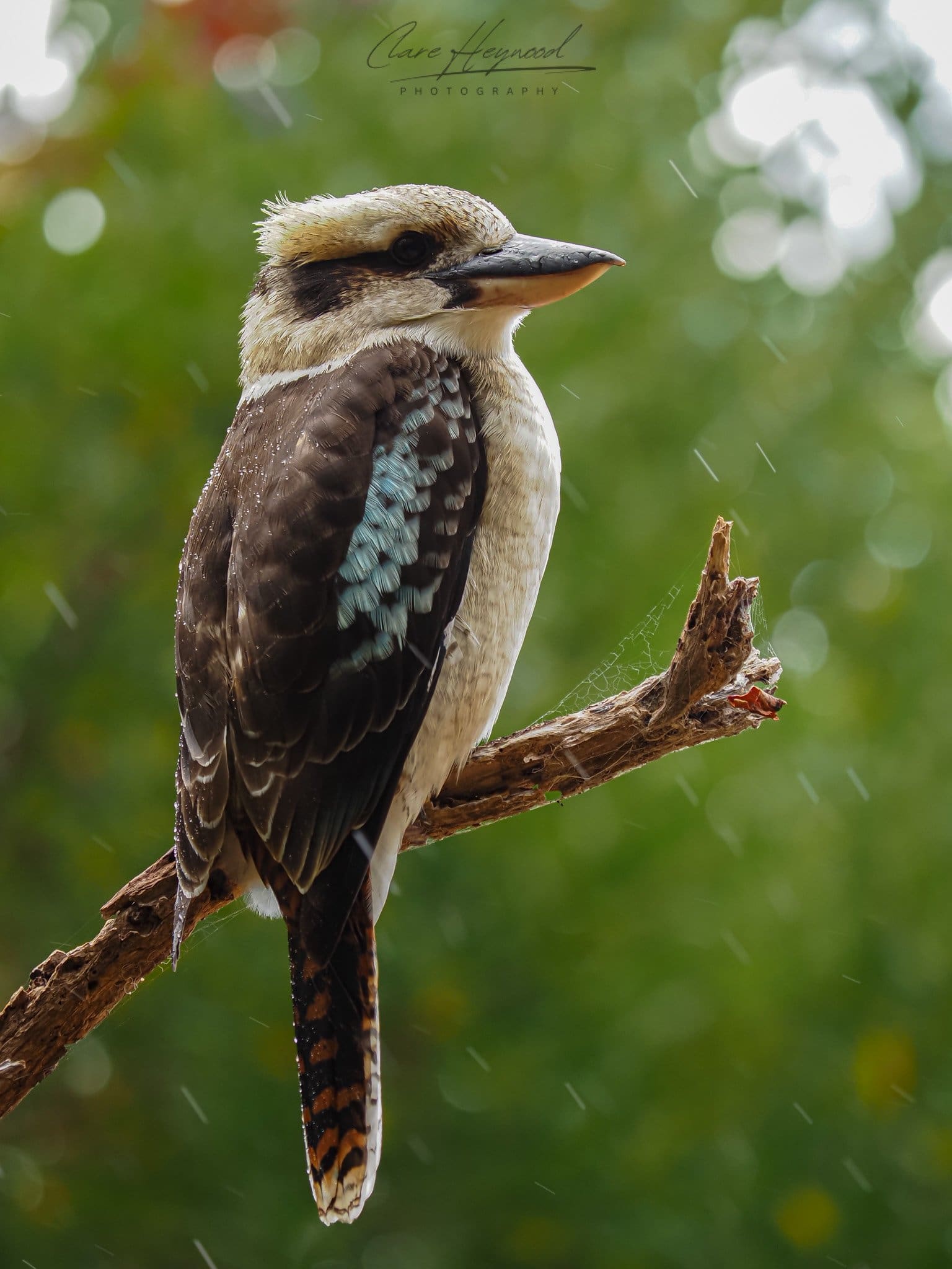 Photo Print of a Kookaburra looking at the camera, sitting on a branch in Australia