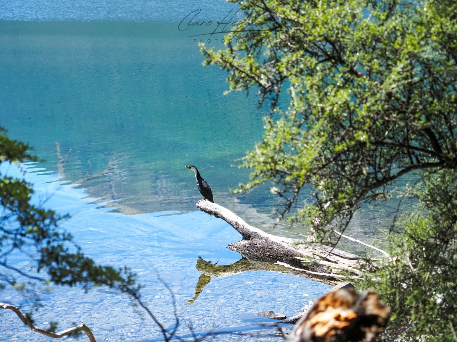 Little Shag, Nelson Lakes NP Clare Heywood Photography Photo of a Little Shag sitting on a branch in Nelson Lakes National Park