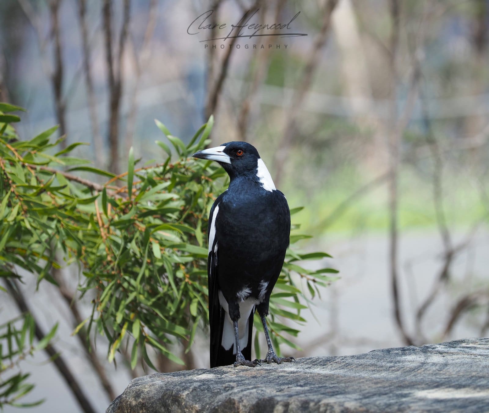 Magpie, Sydney Clare Heywood Photography Photo of a Australian Magpie in the Blue Mountains, Sydney