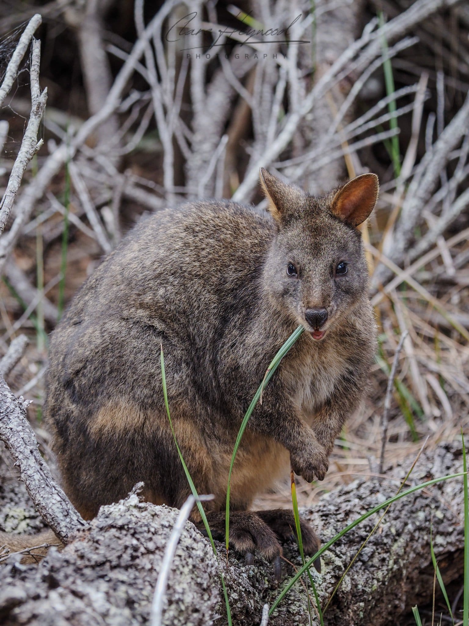 Pademelon, Tasmania Clare Heywood Photography Photo of a Pademelon chewing grass in Tasmania