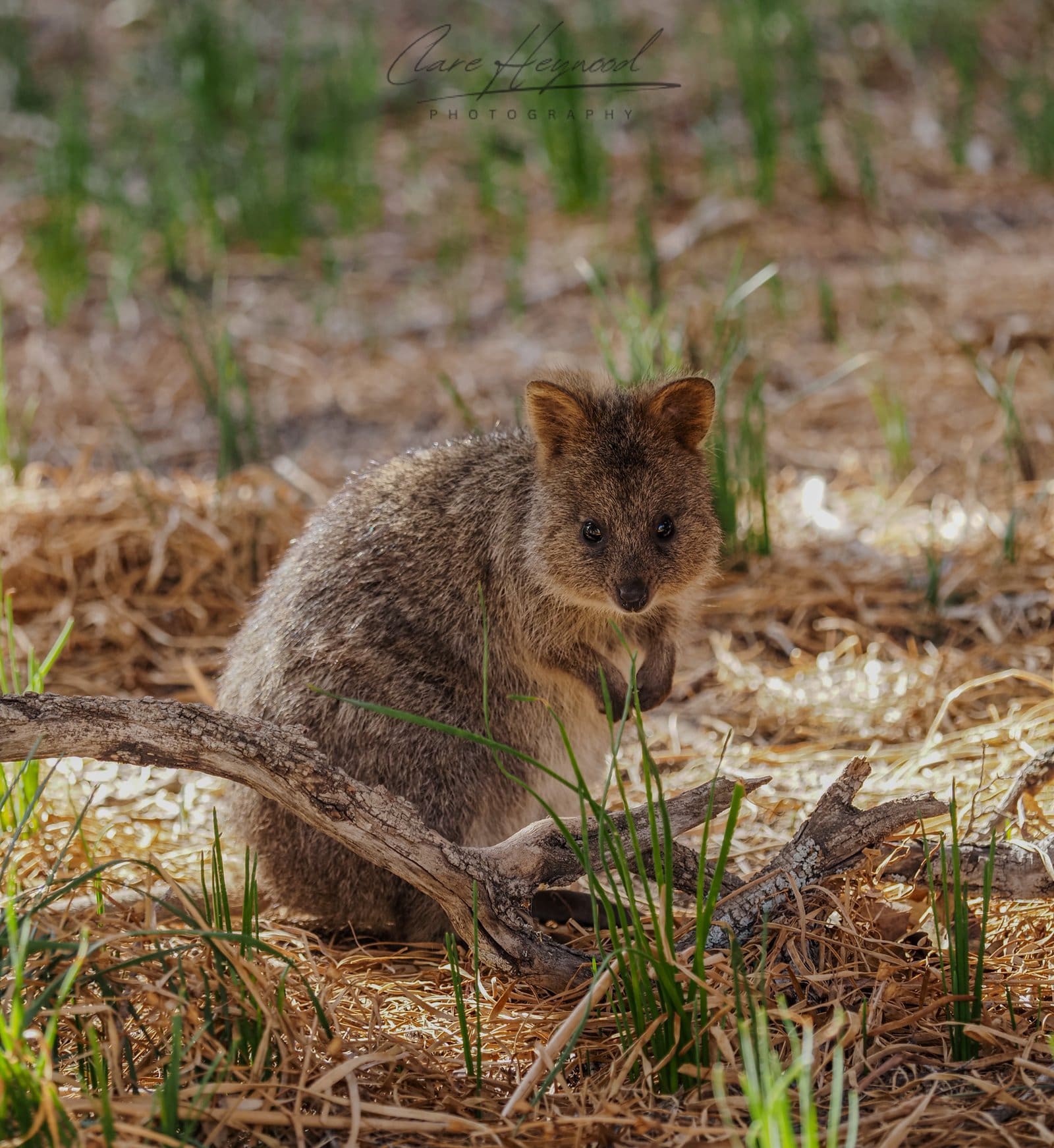Quokka, Rottnest Island Clare Heywood Photography Photo of a Quokka looking at the camera on Rottnest Island, Western Australia