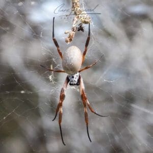 Red Legged Golden Orb Weaver, Rottnest Island
