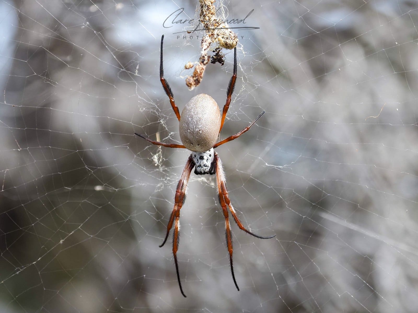 Red Legged Golden Orb Weaver, Rottnest Island Clare Heywood Photography Photo of a Red Legged Golden Orb Weaver on Rottnest Island, Western Australia
