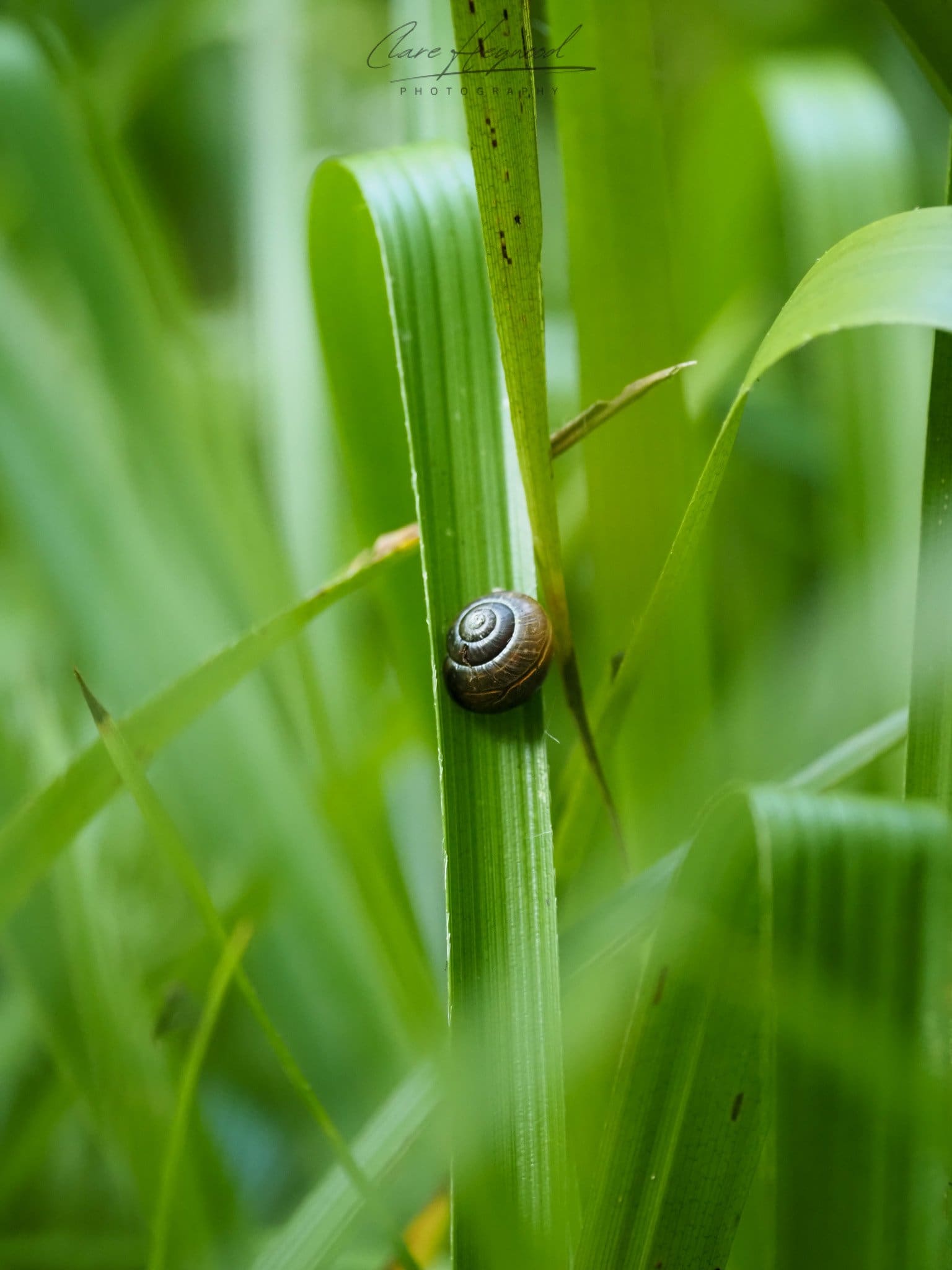 Resting Snail, Dartmoor Clare Heywood Photography Photo of a snail sheltering in the grass, Dartmoor, Devon, England, UK