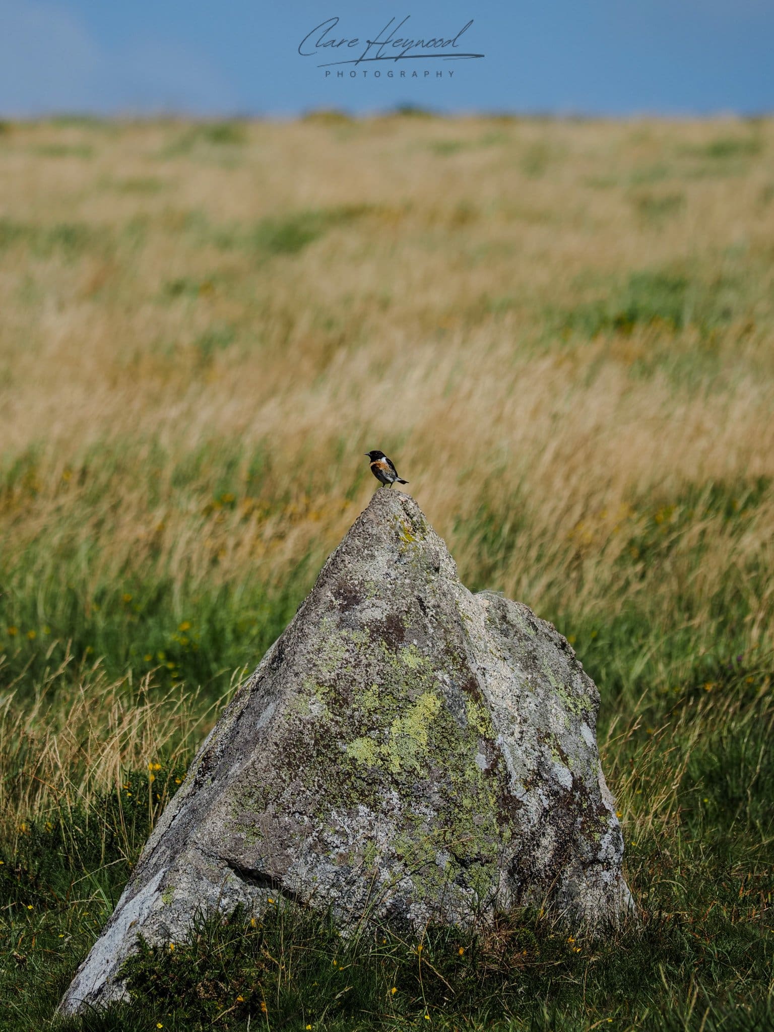 Stone Chat, Dartmoor Clare Heywood Photography photo of a Stone Chat on granite on Dartmoor, Devon, United Kingdom