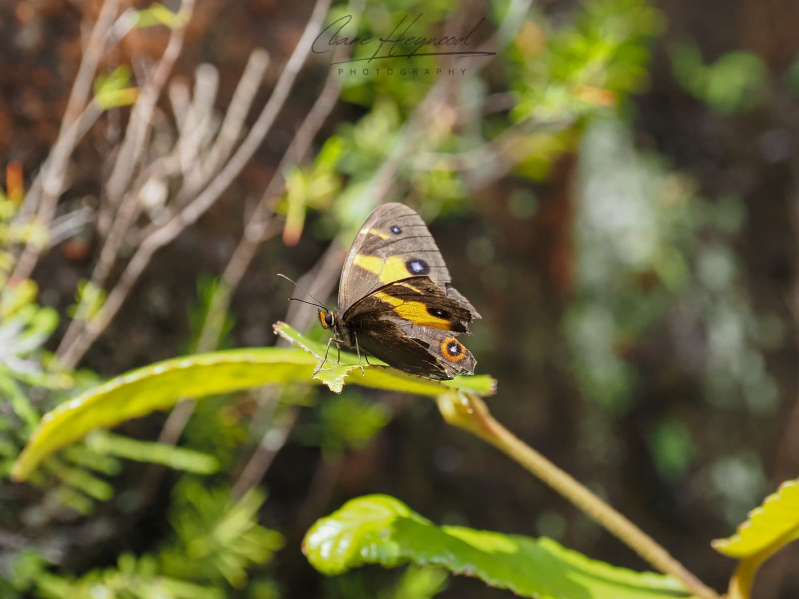 Swordgrass Brown Butterfly, Sydney Clare Heywood Photography Photo of a Swordgrass Brown Butterfly in the Blue Mountains, Sydney