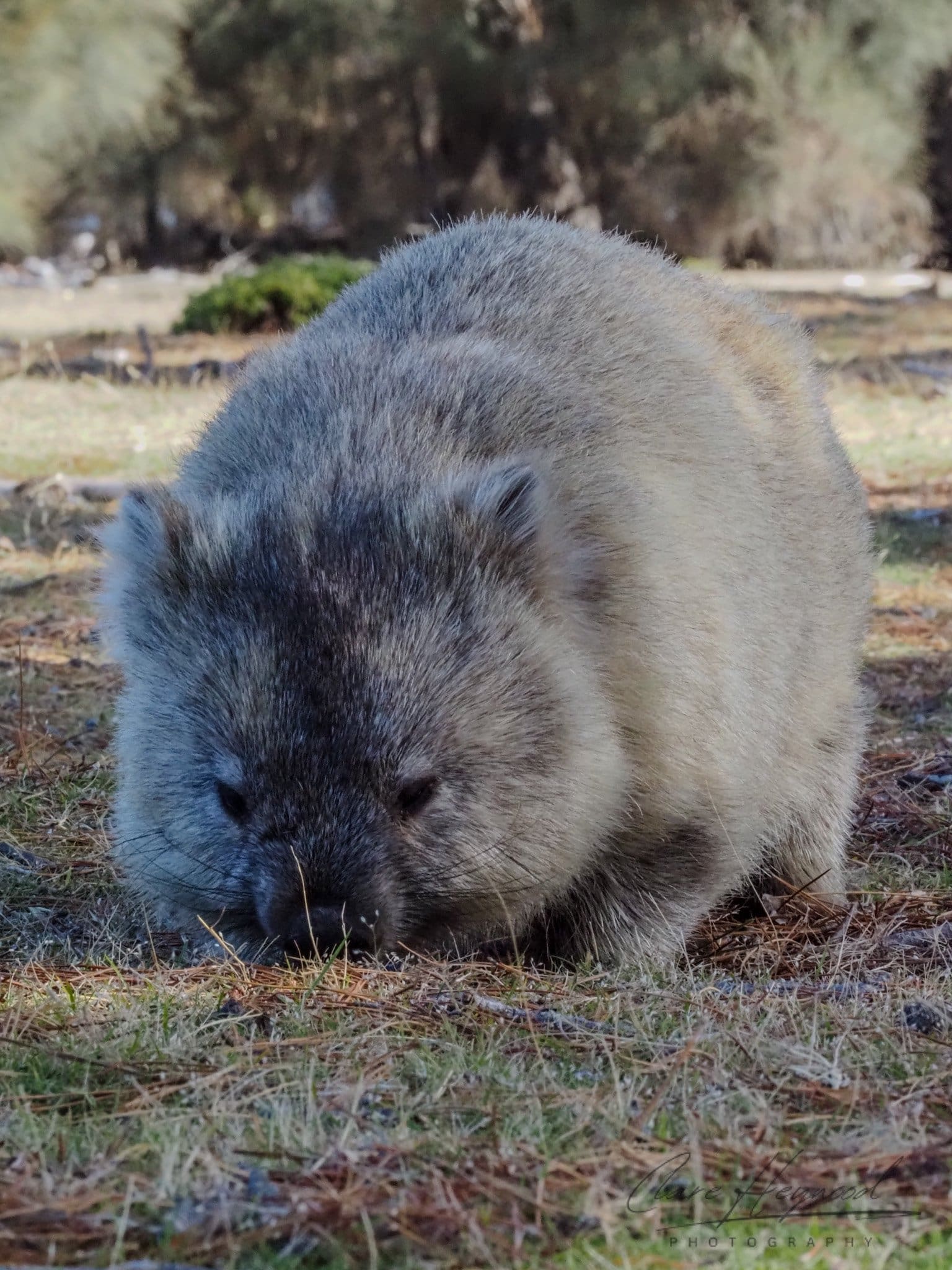 Wombat, Maria Island Clare Heywood Photography Photo of a Wombat on Maria Island, Tasmania