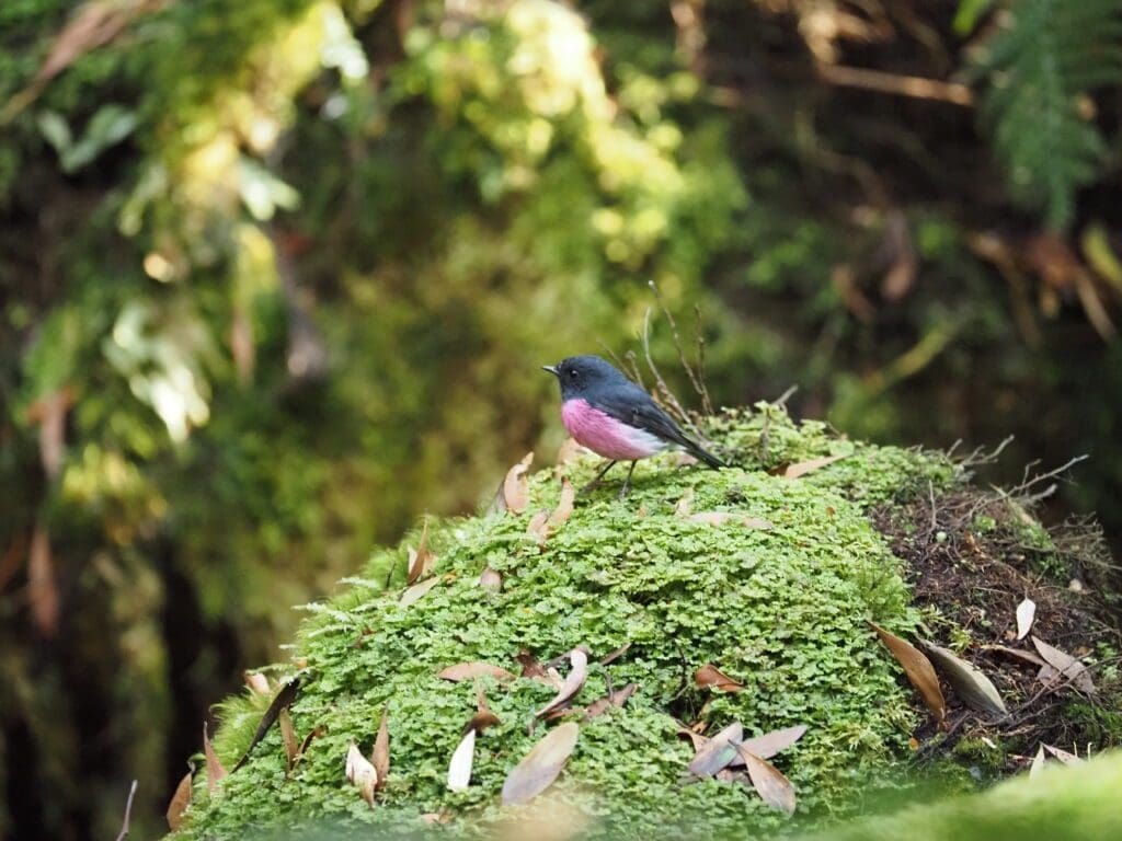 Australian Robin at Mt Fields National Park