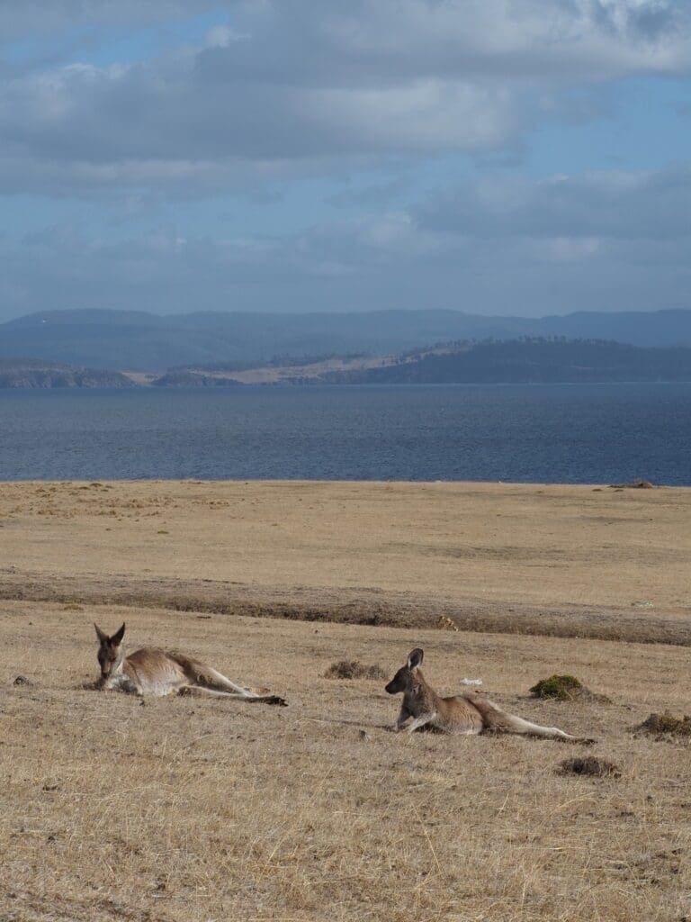 Kangaroos on Maria Island, Tasmania