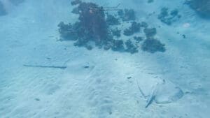 Two Leopard Stingrays on the Ningaloo Reef
